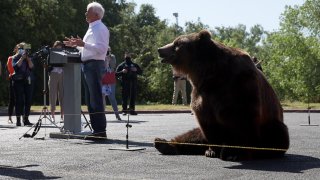 John Cox Announces Run For California Governor With 1,000-Pound Bear