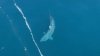 “¿Eso es un megalodón?”: Tiburón masivo captado en cámara en costa de Nueva Inglaterra