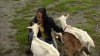 Mujer de Lowell lucha por salvar a sus cabras luego que el estado ordenara sacrificarlas