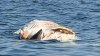 Captan a tiburón alimentándose de cadáver de ballena en costa de Maine