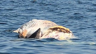 Shark in the coast of maine eating carcass of whale