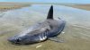 Tiburón aparece a la orilla de la playa de Cape Cod