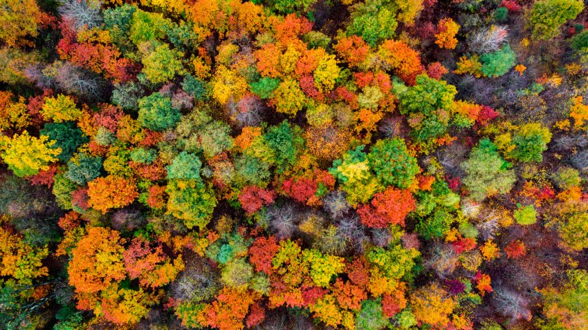Aerial view of the autumn forest. Autumn foliage colors