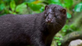 American mink, a mustelid native to North America on a river bank.