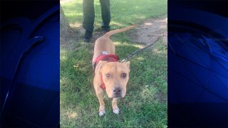 A dog that was abandoned in Everett's Florence Street Park