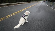 Wellesley - October 11: At the 125th running of the Boston Marathon, Winnie, the two year old Wellesley Police Community Resource dog, works her first Boston Marathon at Wellesley College in Wellesley, MA on Oct. 11, 2021. (Photo by Suzanne Kreiter/The Boston Globe via Getty Images)