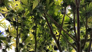 A close up of cannabis plants