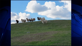 18 sheep were surrendered to MSPCA at Nevins Farm