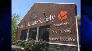 Louisville animal shelter