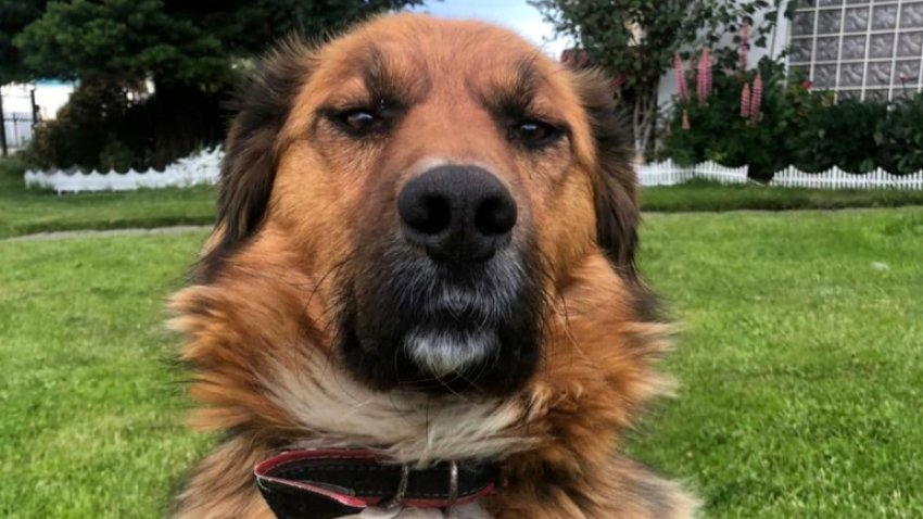 “Brownie”, el perro del presidente de Chile que causa furor en las redes sociales