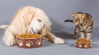 Claves para saber si tu perro o gato tiene sobrepeso, según un veterinario