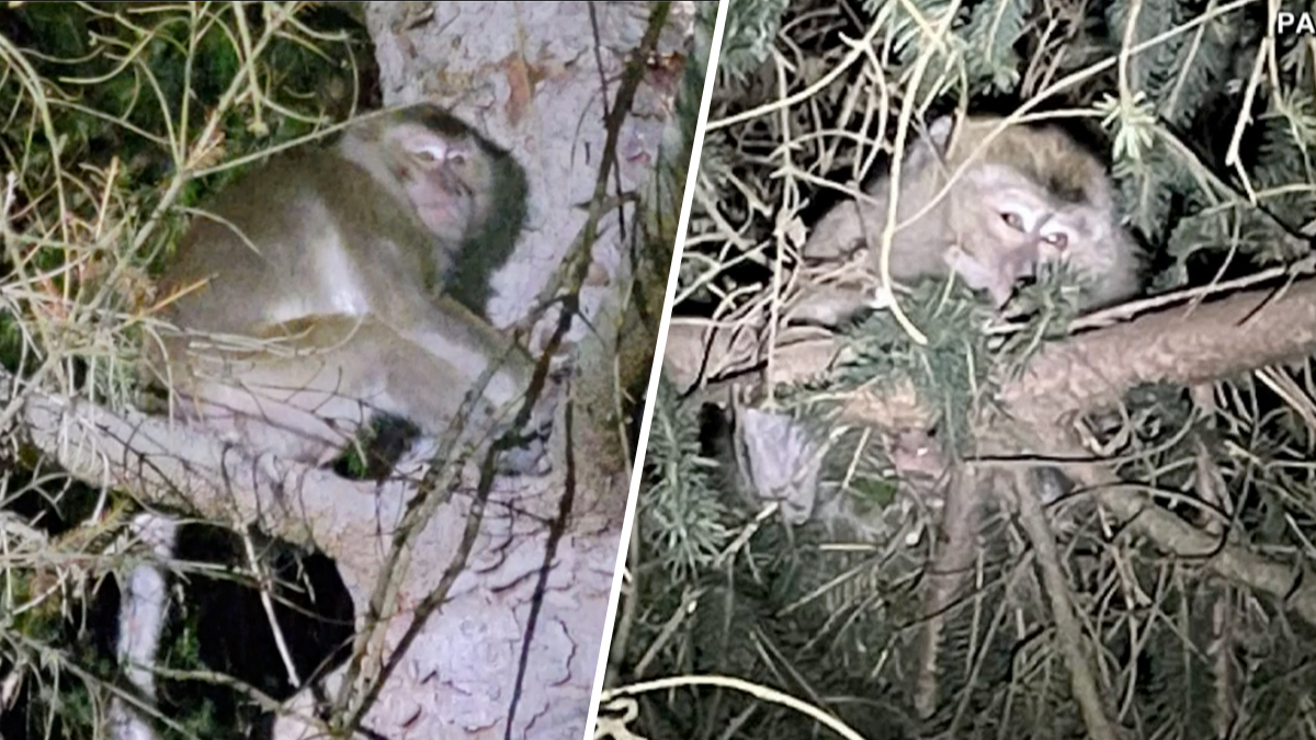 Escape de monos en autopista de Pensilvania tras choque de camión que transportaba 100 animales
