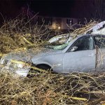 A tree fell on car a in Tolland