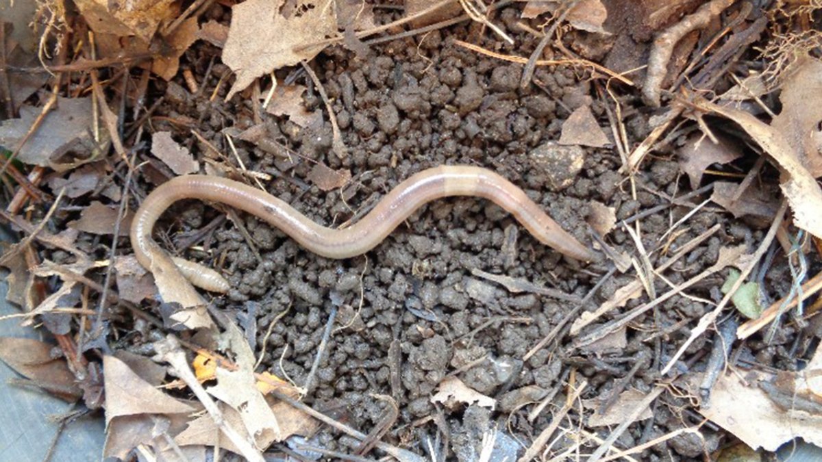 Jumping Worms Spread in Connecticut – NECN