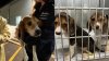 76 beagles rescatados de criadero, listos para adopción en Mass.