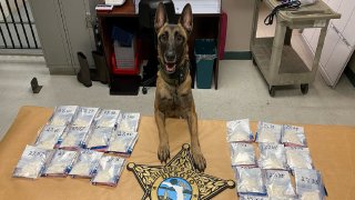 La perra policía Liberty junto a la droga que se le halló a una mujer que visitó una prisión en DeSoto, Florida.