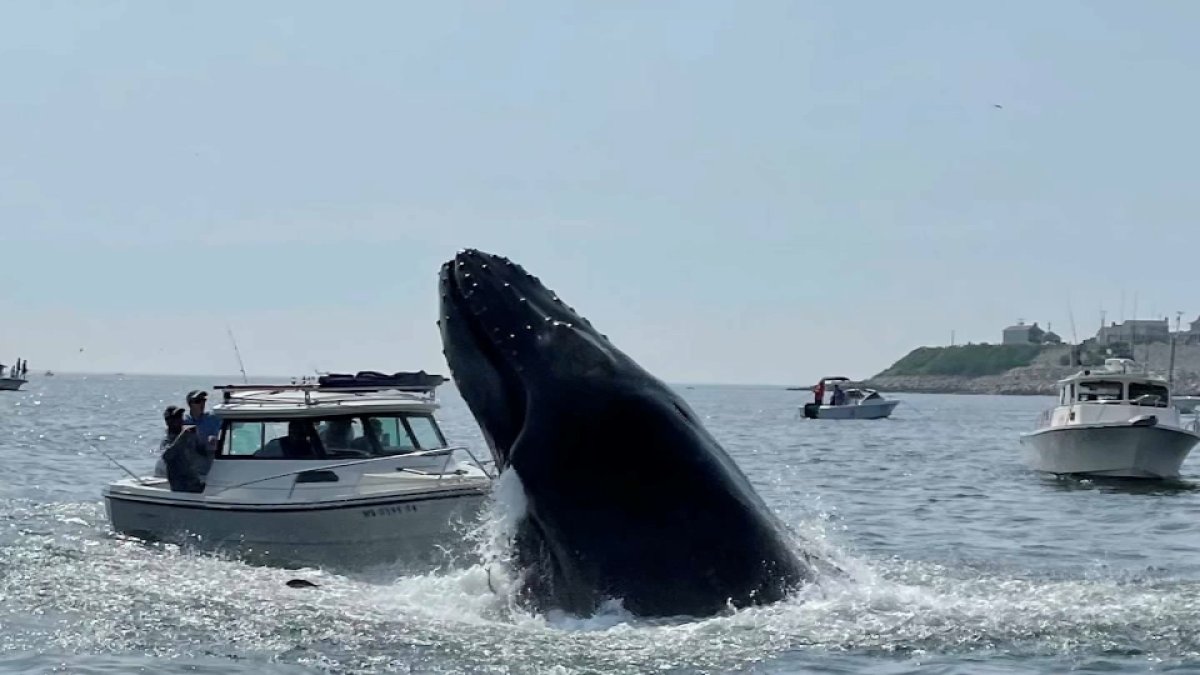Whale Falls on Boat in Massachusetts – NBC New England