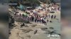 Video viral: leones marinos persiguen a bañistas en una playa