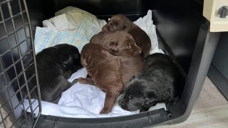 Several young puppies in a pet carrier