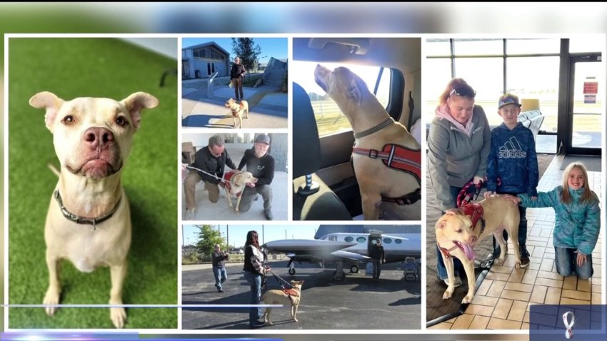 Emotivo reencuentro: perro se reúne con su familia luego de cinco años