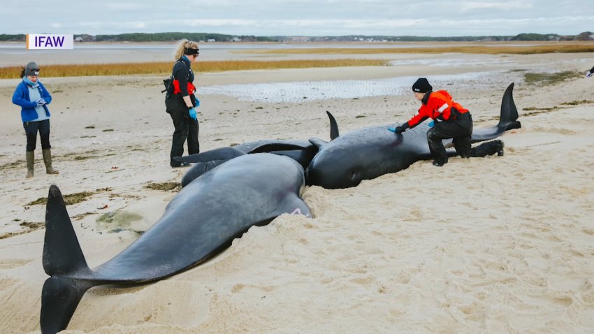 Encuentran ballenas varadas en Massachusetts