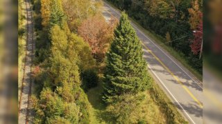 an aerial shot of a large evergreen tree