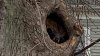 Oso se refugia en un agujero en un árbol en West Hartford