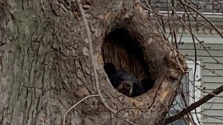 Bear in tree in West Hartford