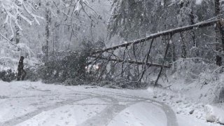 Photo shows a tree and power lines down on Patten Road in Westford Massachusetts