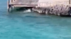 Captado en video: perro se zambulle en el océano para ver de cerca a tiburón martillo