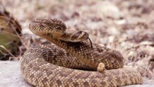 UNITED STATES - MARCH 01:  Hunters crotale - Sacking contest in Texas, United States in March, 1997 - A western diamondback Rattlesnake out of his burrow.  (Photo by Raphael GAILLARDE/Gamma-Rapho via Getty Images)