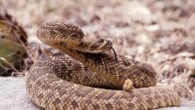 UNITED STATES - MARCH 01: Hunters crotale - Sacking contest in Texas, United States in March, 1997 - A western diamondback Rattlesnake out of his burrow. (Photo by Raphael GAILLARDE/Gamma-Rapho via Getty Images)