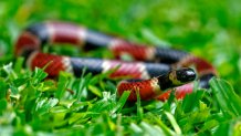 View of a poisonous Coral Snake at the Clodomiro Picado Institute, in San Jose, Costa Rica, September 24, 2020. - The Clodomiro Picado Institute obtained coronavirus proteins from laboratories in China and the United Kingdom to immunize six donated horses for treatment, and which plasma was used to produce a viral treatment to be tested in 26 patients infected with the new Covid-19. To develop the drug, the institute based on its half-century experience in the production of antivenom, which it currently exports to other Central American countries, Ecuador, Colombia, Peru and several African nations. (Photo by Ezequiel BECERRA / AFP) (Photo by EZEQUIEL BECERRA/AFP via Getty Images)
