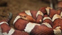 Copperhead (Agkistrodon contortrix) snake on display in Ontario, Canada. (Photo by Creative Touch Imaging Ltd./NurPhoto via Getty Images)