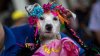 En video: perros disfrazados reciben la bendición del santo de las mascotas
