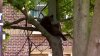 Policía bloquea calles tras avistamiento de osos en Hartford