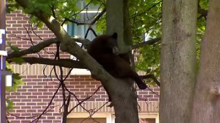 Bear in tree on Chestnut Street in Hartford