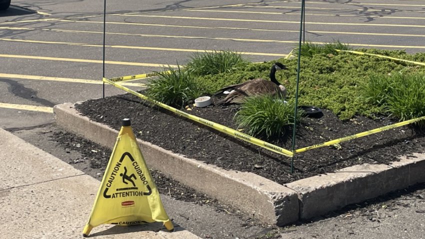 A mother goose is nesting her eggs in the parking lot of an IHOP in Southington.