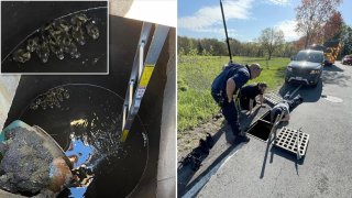 Images from a duckling rescue in Weston, Massachusetts, on Monday, May 8, 2023.