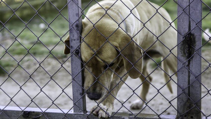 Dog in enclosed kennel, abandoned animals, abuse