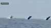Tres ballenas dan espectáculo y saltan del agua al mismo tiempo en las costas de Cape Cod