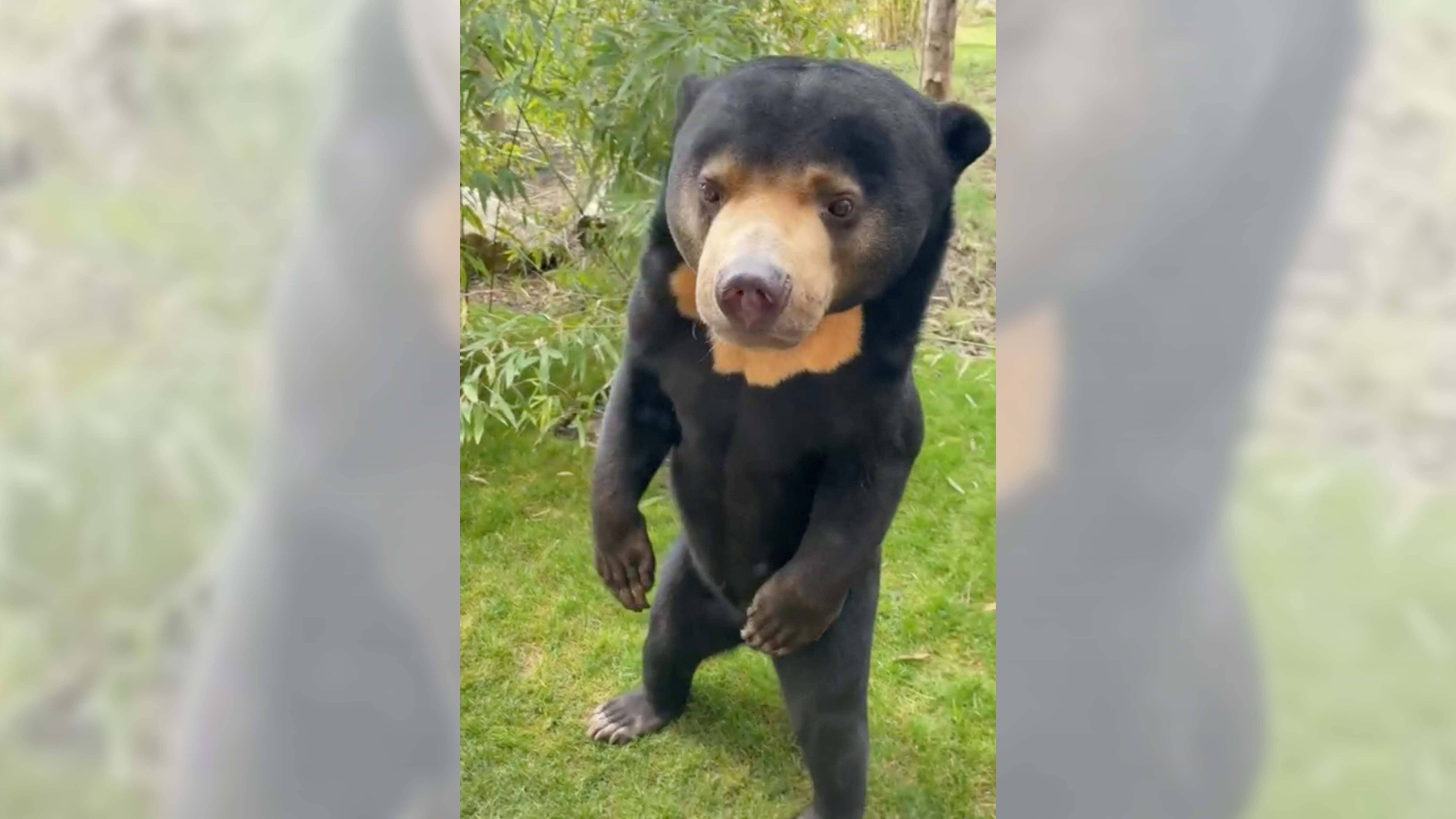 puede un perro matar a un oso