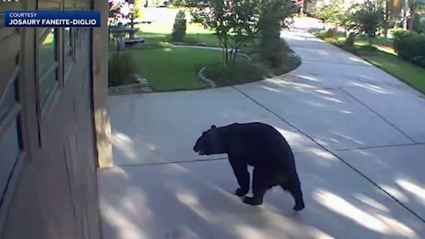 Insólito video: un oso de tres patas entra a una casa de Florida y asalta la nevera
