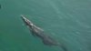 “Es absolutamente loco”: captan a un cocodrilo nadando en el océano en Florida