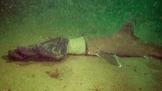 A baby shark stuck in a work glove is seen in this photo taken off the coast of Jamestown, Rhode Island, Sept. 11, 2023. Deb and Steve Dauphinais, of Glastonbury, Connecticut, were able to free the shark after they came across the sight on their diving trip.