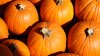 10 laberintos de maíz y huertos de calabazas para visitar en Connecticut