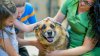 Más de 1 millón de mascotas adoptadas: Desocupar Los Albergues celebra hito especial