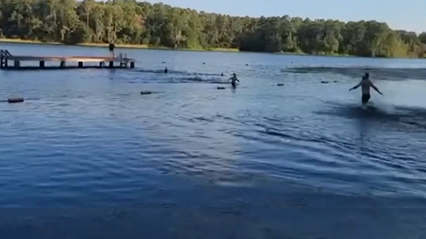 Alligator swims towards people in lake