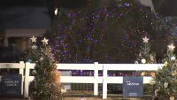 Fuertes vientos derribaron al árbol de Navidad de la Casa Blanca