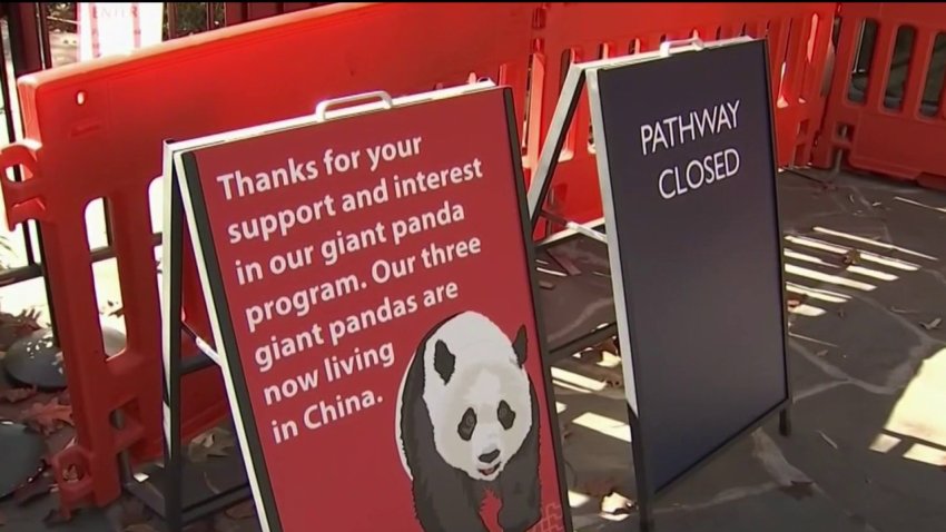 Zoológico Nacional le dice adiós a los pandas gigantes